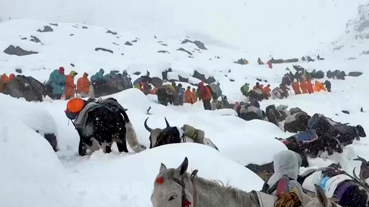 villagers with their oxen and horses ascend mountain in snowy conditions