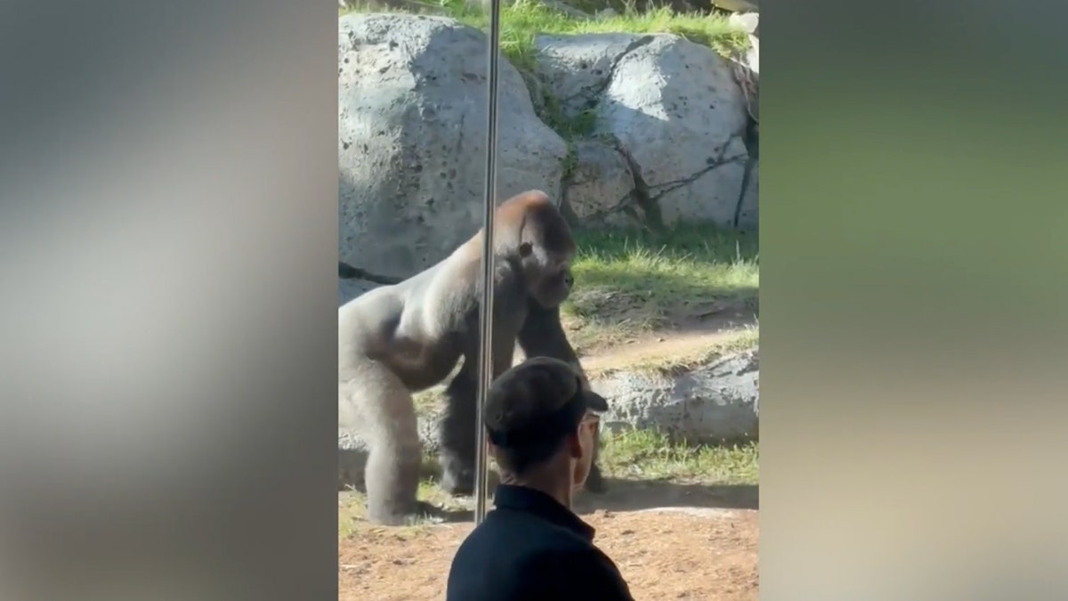 San diego zoo gorilla