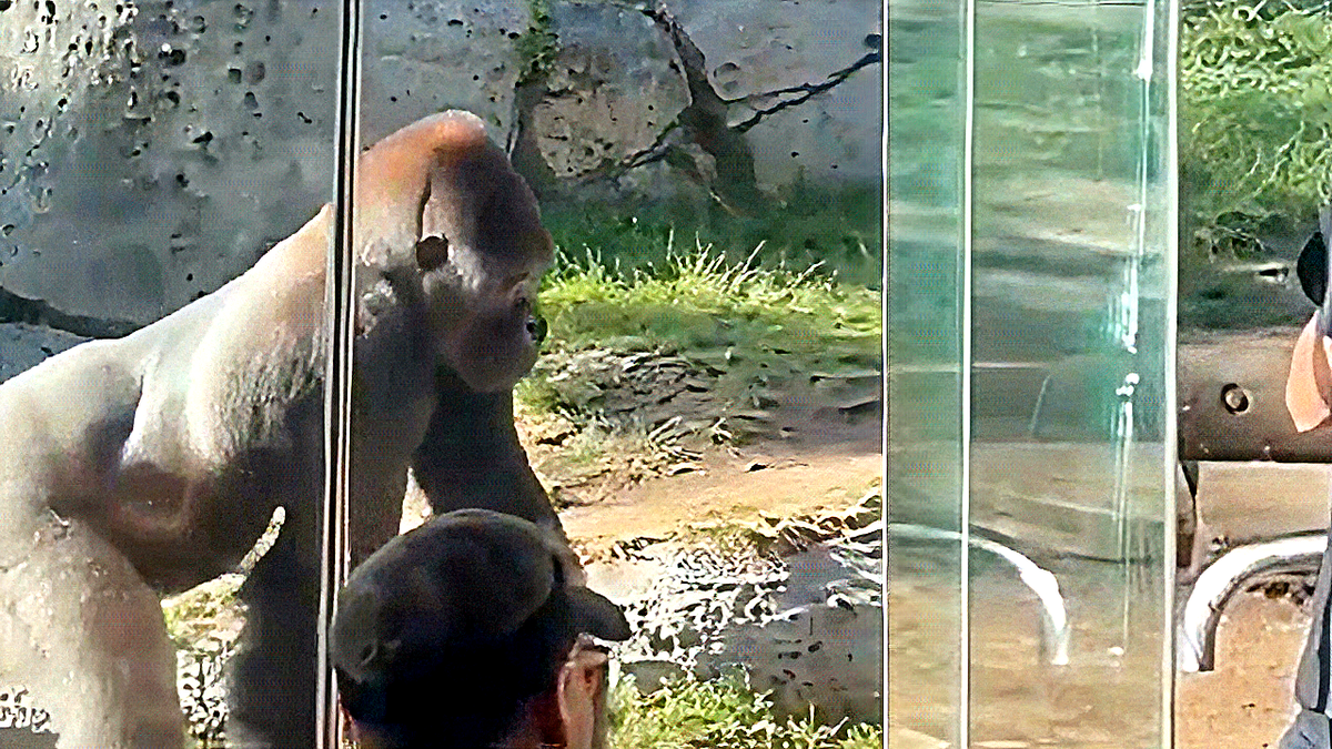 gorilla and shattered glass at san diego zoo