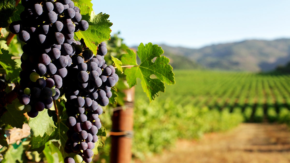 Minnesota vineyard blends Christian faith with traditional winemaking Minnesota vineyard blends Christian faith with traditional winemaking