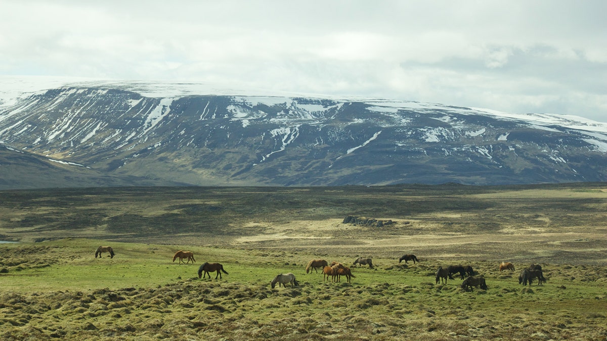 various horses in a mountainous field in iceland