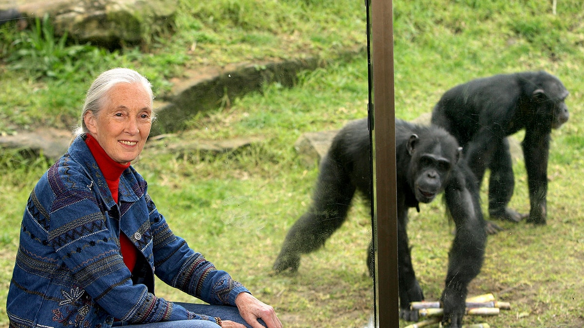 Jane Goodall with chimp smiling