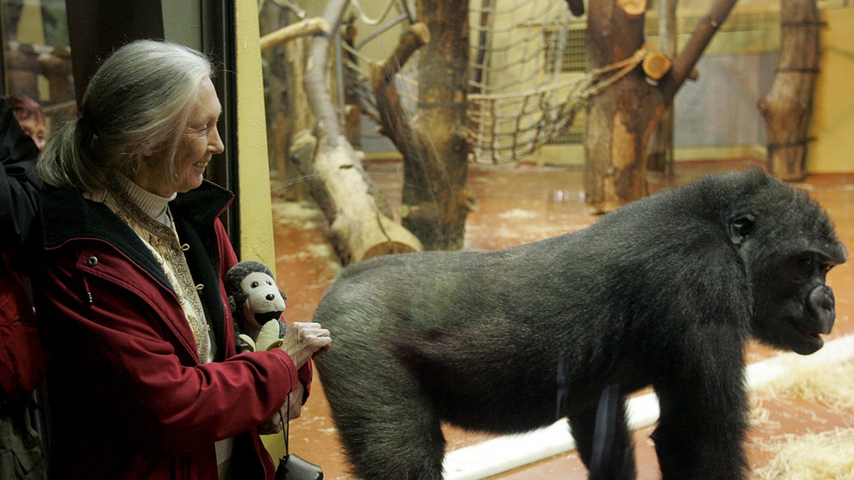 Jane Goodall