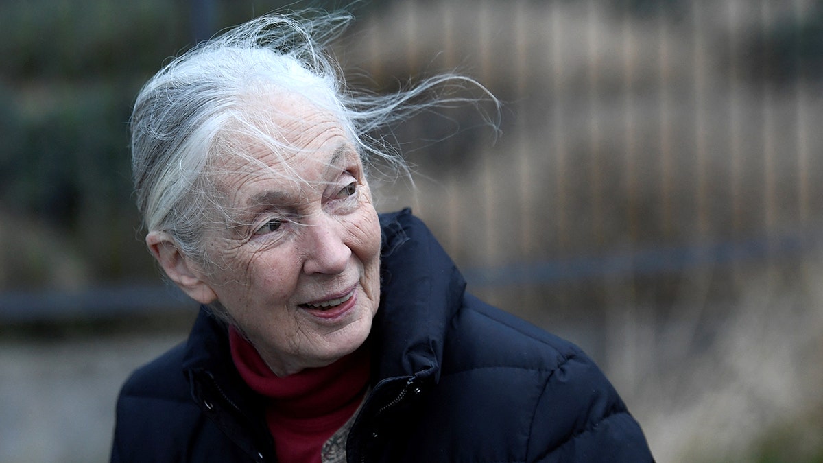 Jane Goodall