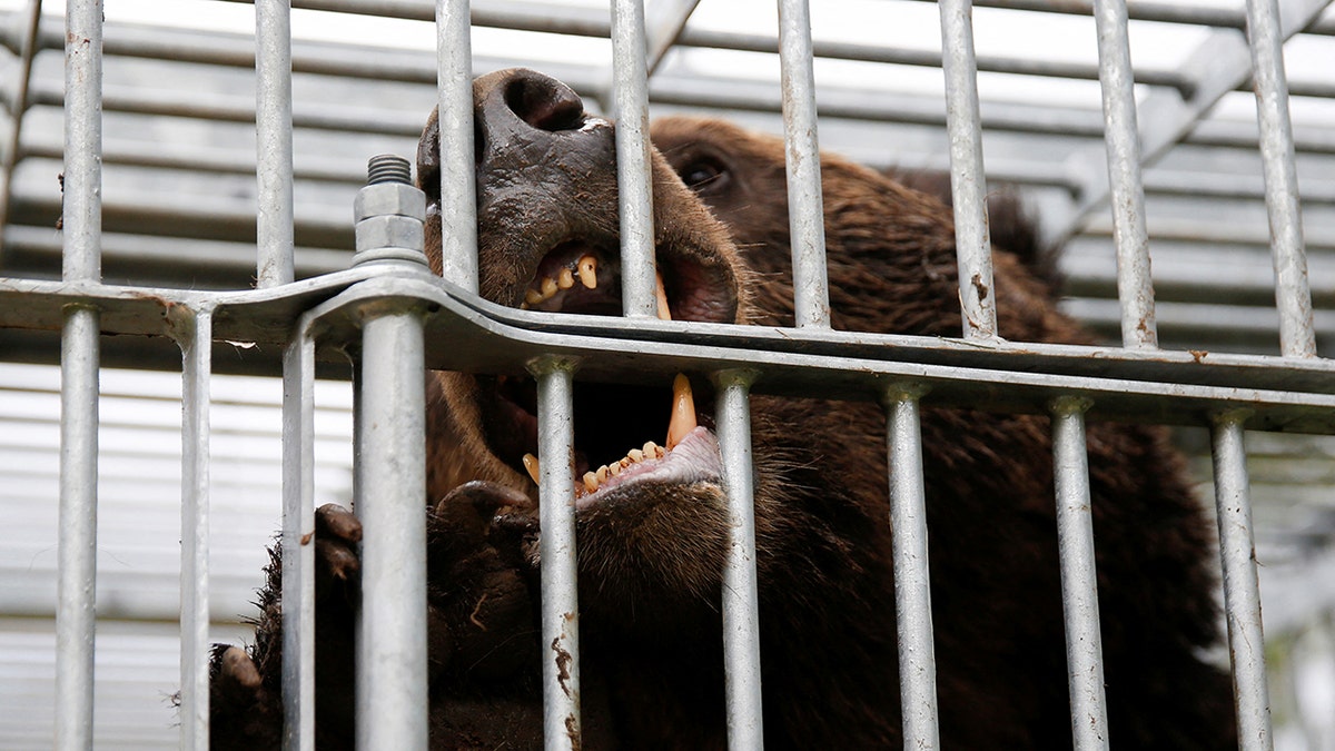 A caged brown bear in Japan.