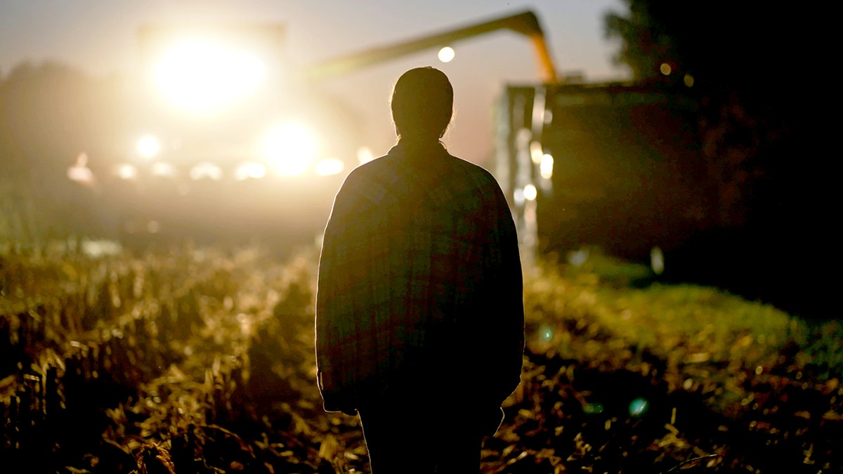 man walking in cornfield at night