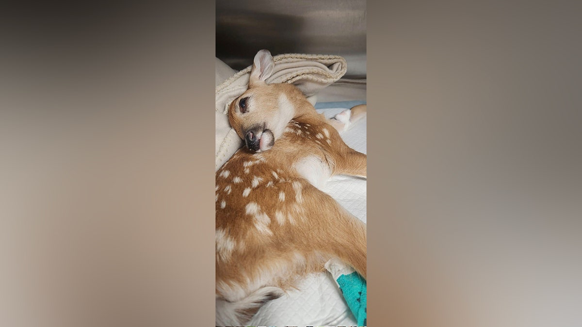 Rescue fawn receiving treatment at animal welfare group
