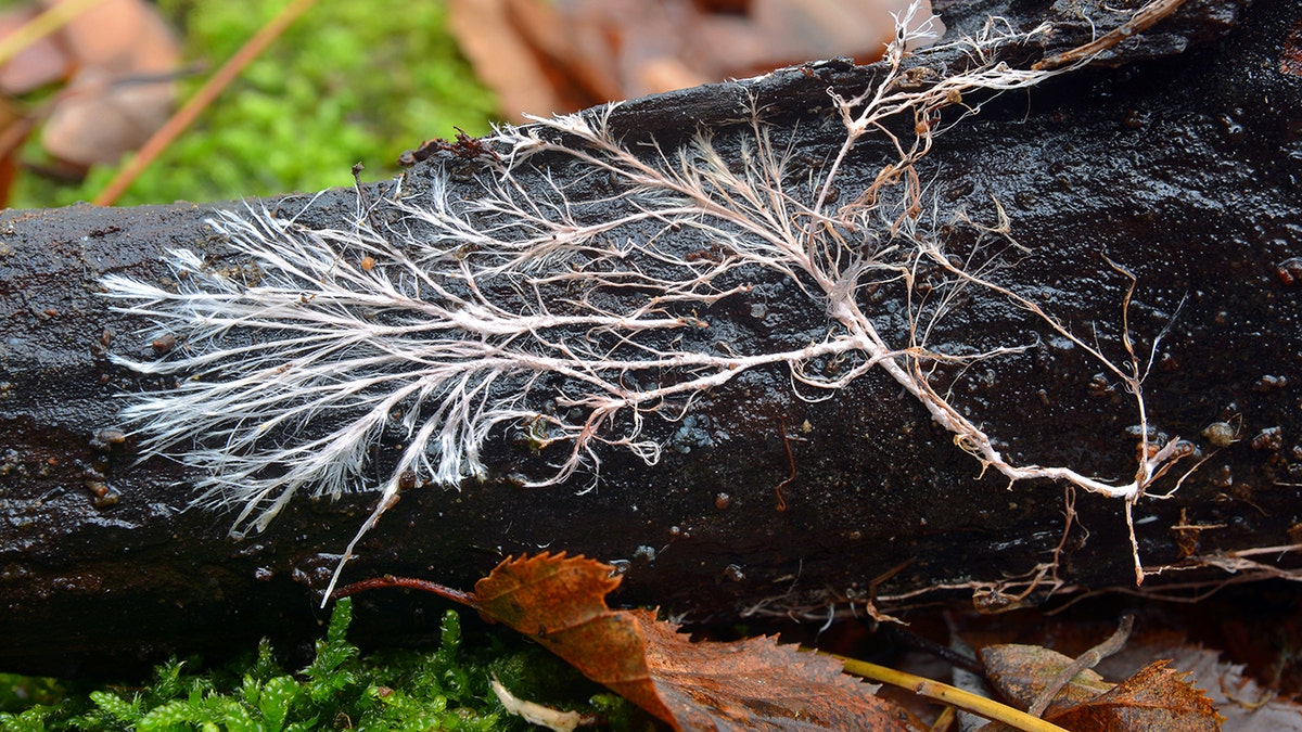 Um cordão micelial é um feixe de minúsculos filamentos de fungos que agem como raízes ou caminhos de um fungo, crescendo na madeira morta de uma floresta. É uma alternativa proteica que pode ser misturada com carne e outras fontes para opções mais acessíveis e ecológicas.