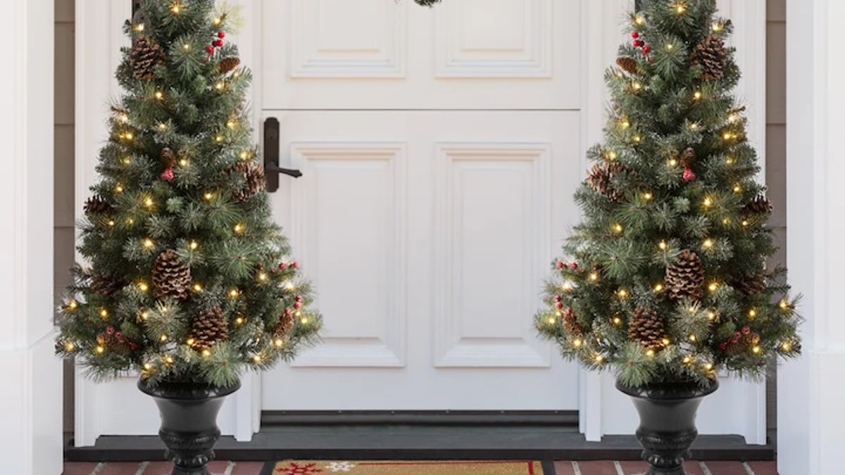 Potted Christmas trees