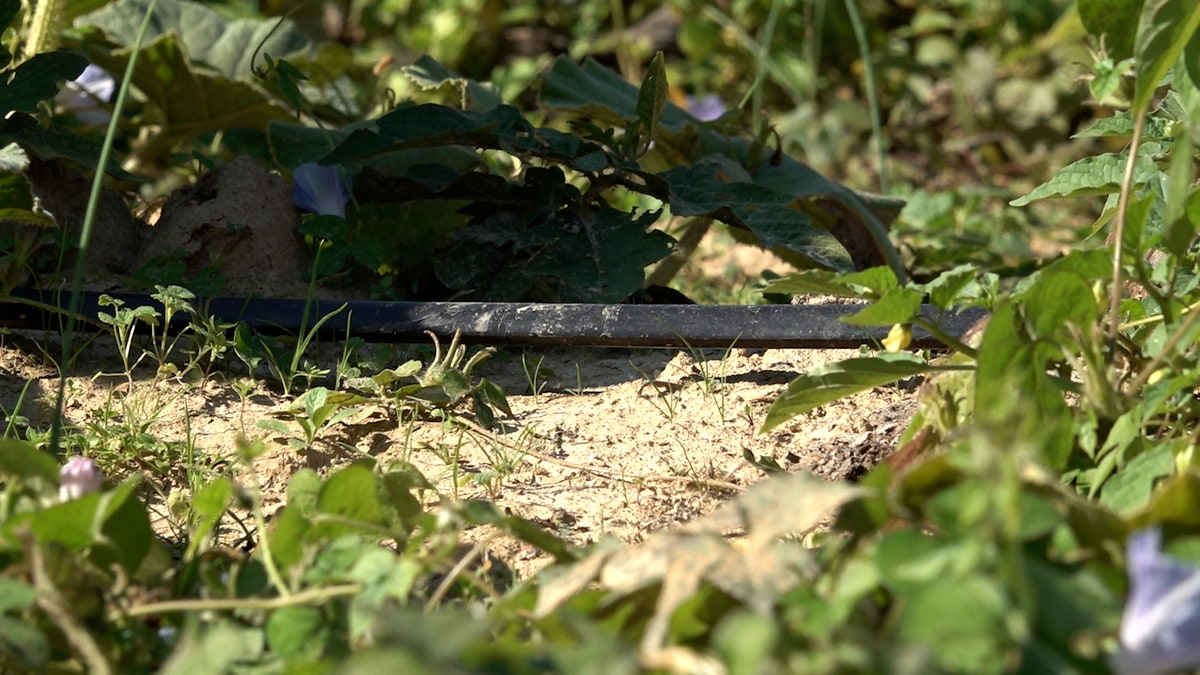 Drip irrigation line at a Tennessee pumpkin patch