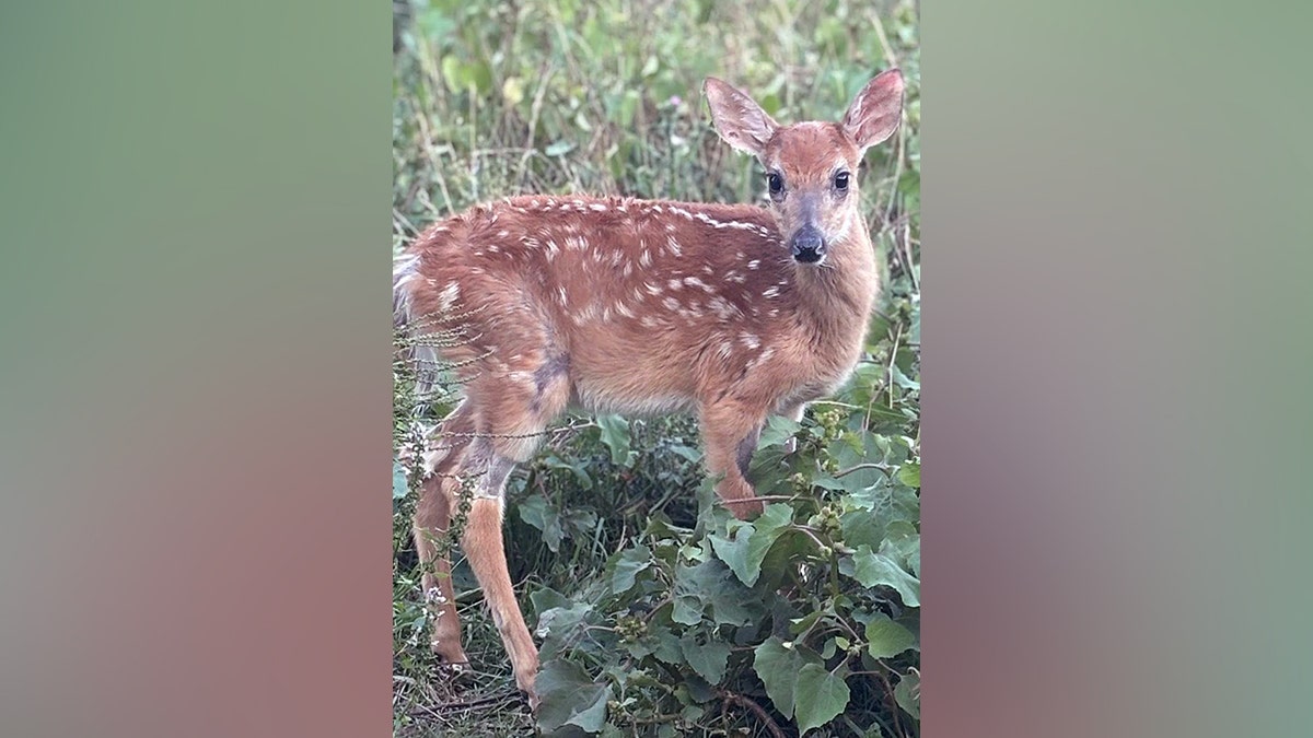 Rescued fawn walks in grass after rehab in Michigan