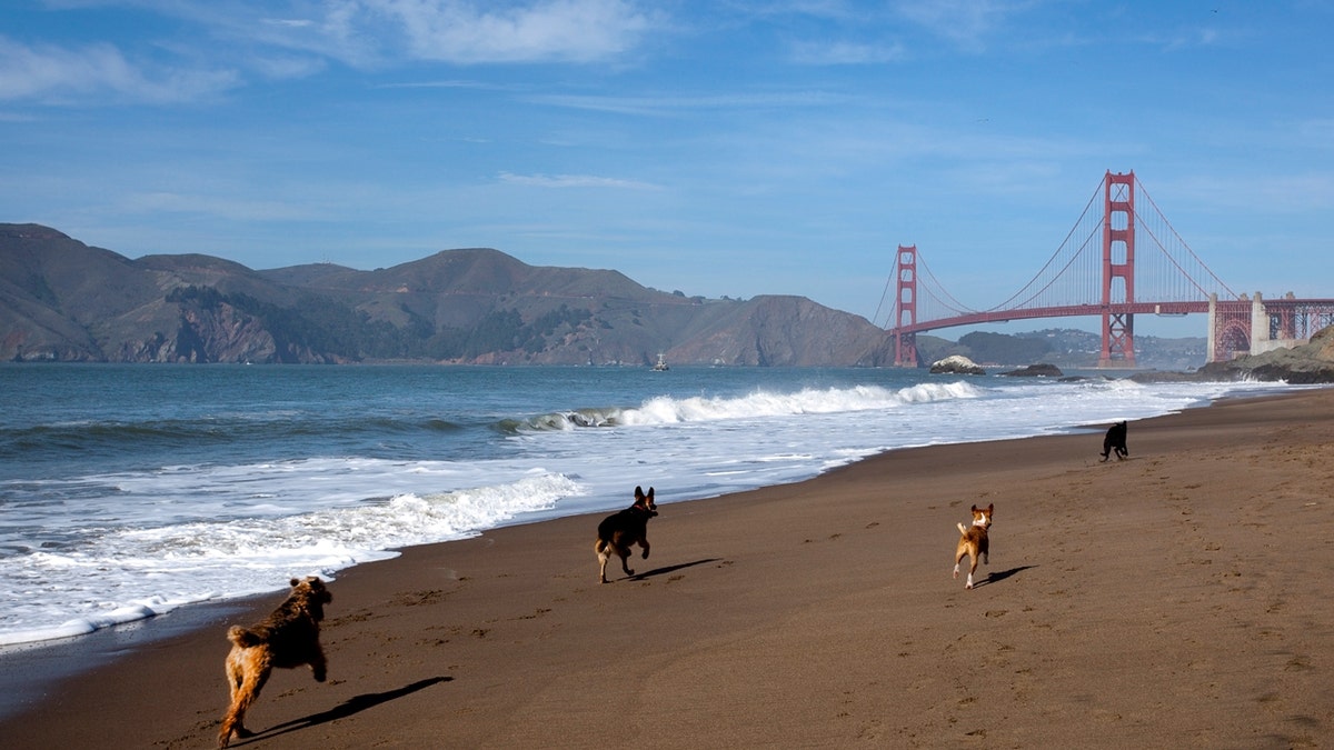 dogs running at golden gate