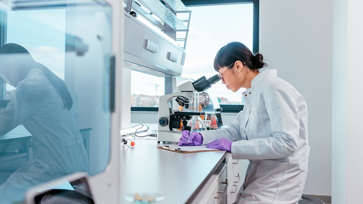 A scientist is sitting in her lab and looking trough the microscope