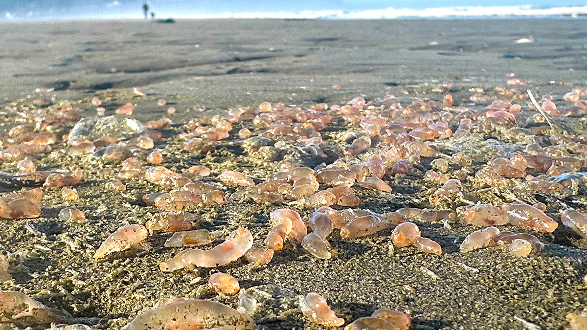 Sea Cucumbers wash up on the shore of a beach in Oregon.