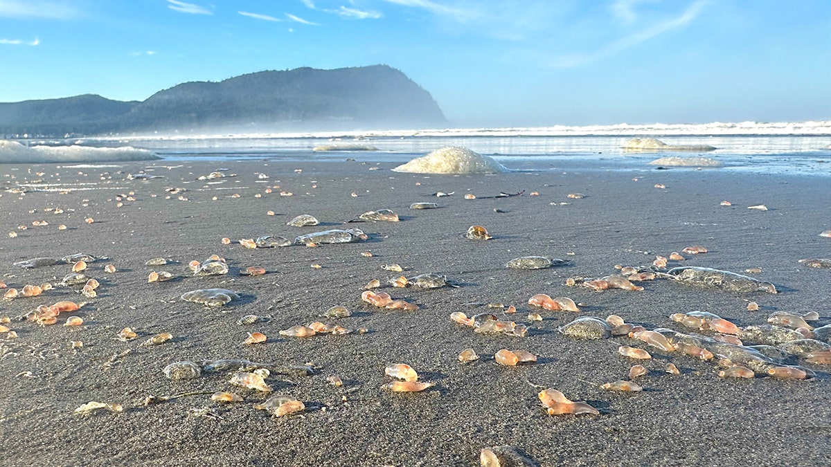 Sea cucumbers by the thousands are washing ashore on Seaside, Oregon, beach coastline 2 Sea Cucumbers wash up on the shore of a beach in Oregon.
