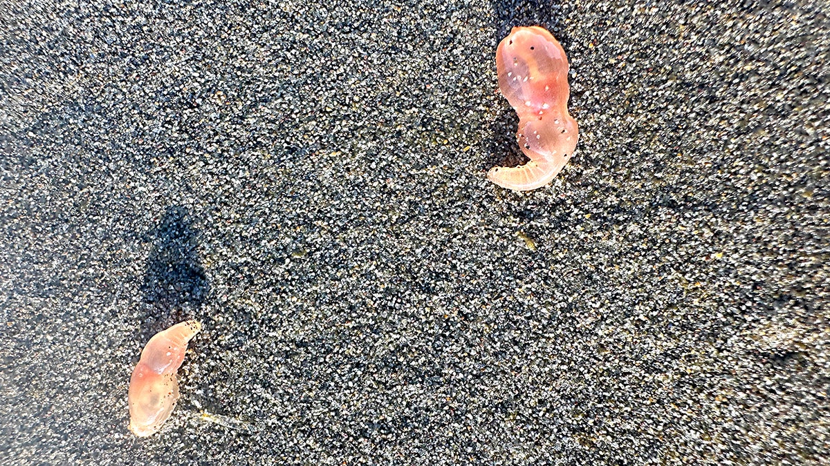 Sea cucumbers by the thousands are washing ashore on Seaside, Oregon, beach coastline 1 Sea Cucumbers wash up on the shore of a beach in Oregon.
