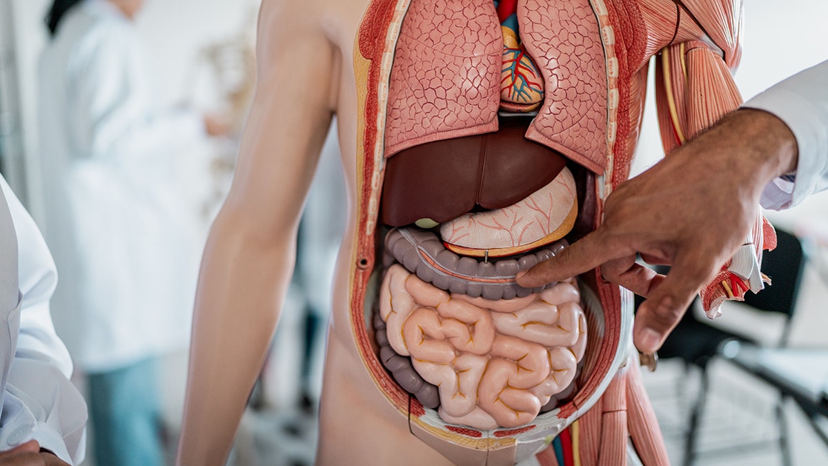 Simple diet change may support gut healing for cancer survivors, researchers say  at george magazine