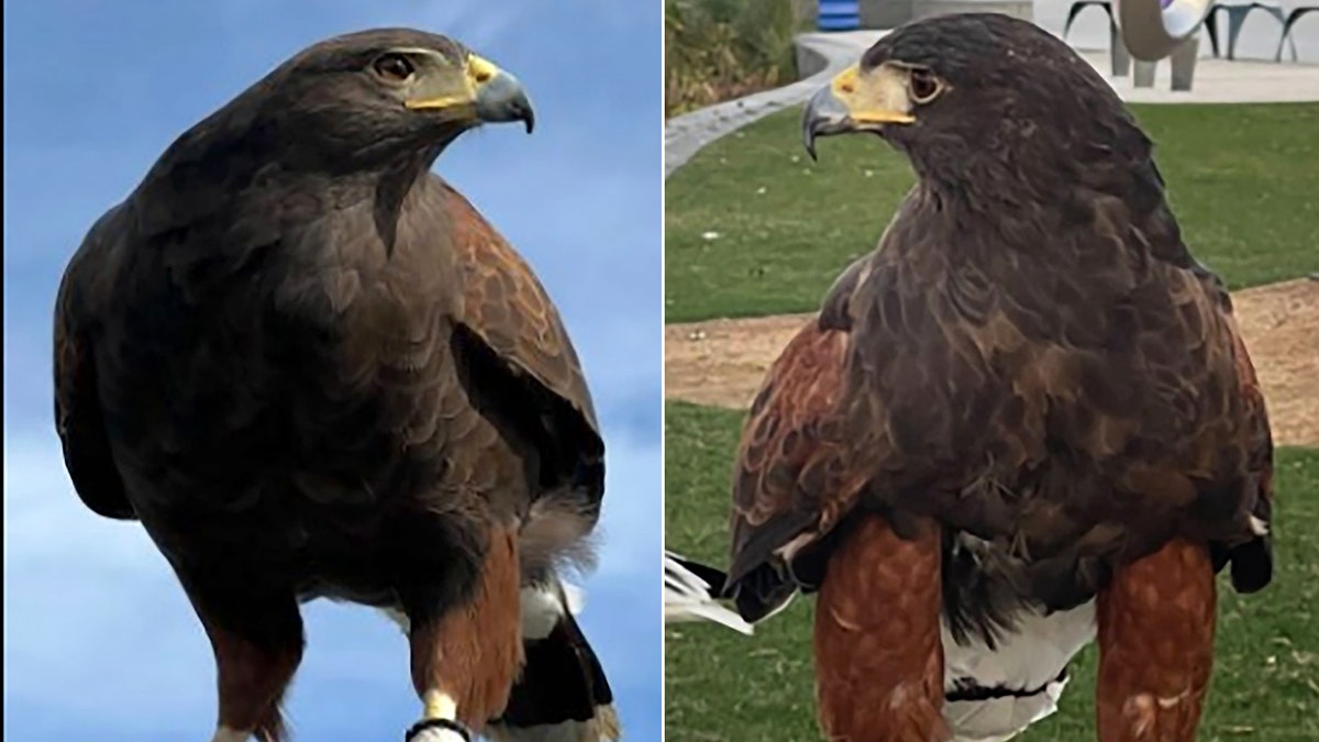 SoFi Stadium hawk theft