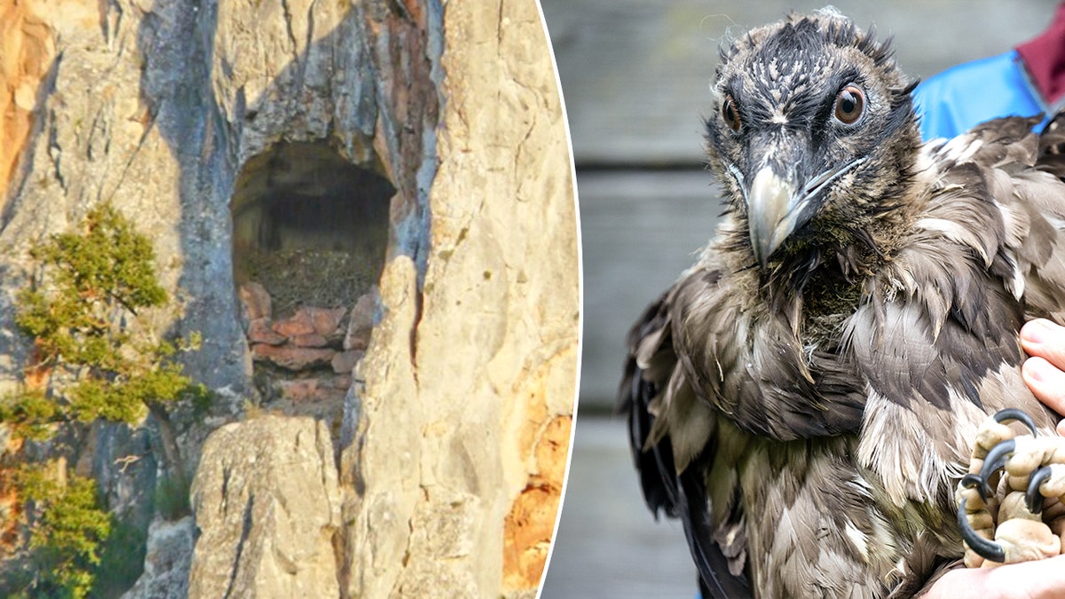 Split image of cave, bearded vulture