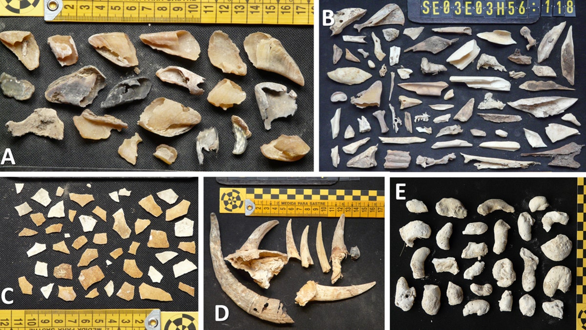 Archaeologists discover 13th-century sandal in bearded vulture nest in Spain 3 Bones retrieved from vultures' nests
