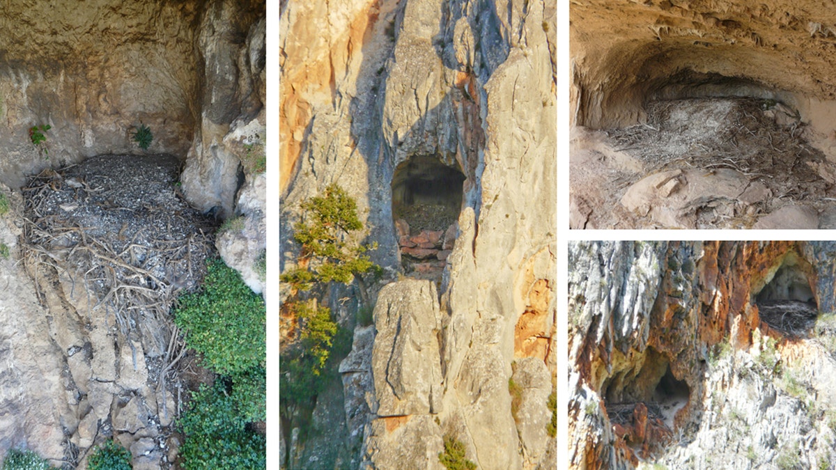 Archaeologists discover 13th-century sandal in bearded vulture nest in Spain 2 View of cliffside nests