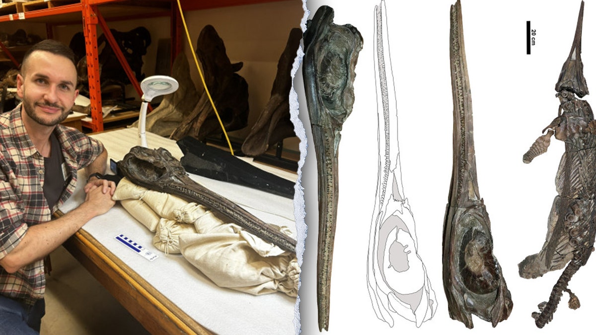 Split image of Dean Lomax smiling with skull, diagram of reptile remains