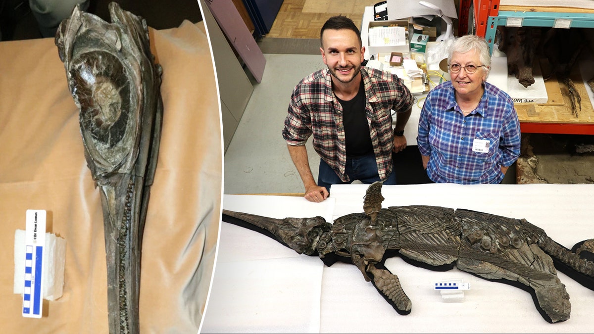 Split image of reptile skull, researchers smiling