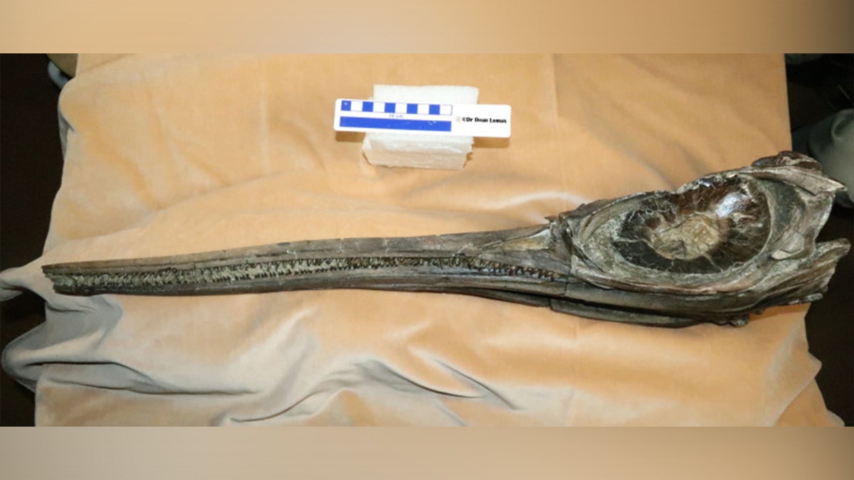 View of skeleton's skull
