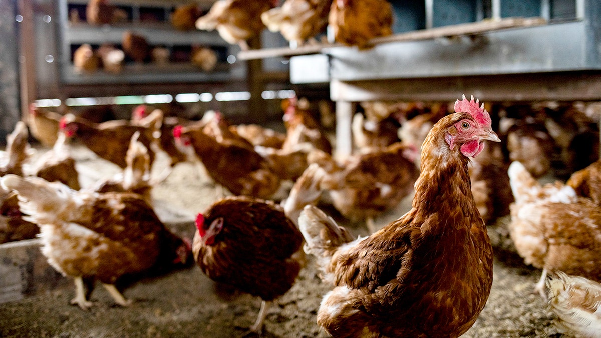 ISA brown chickens at Michigan egg farm