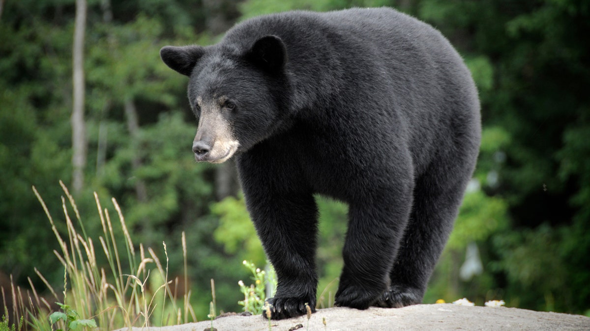 A wild black bear standing on a large rock in its natural habitat.