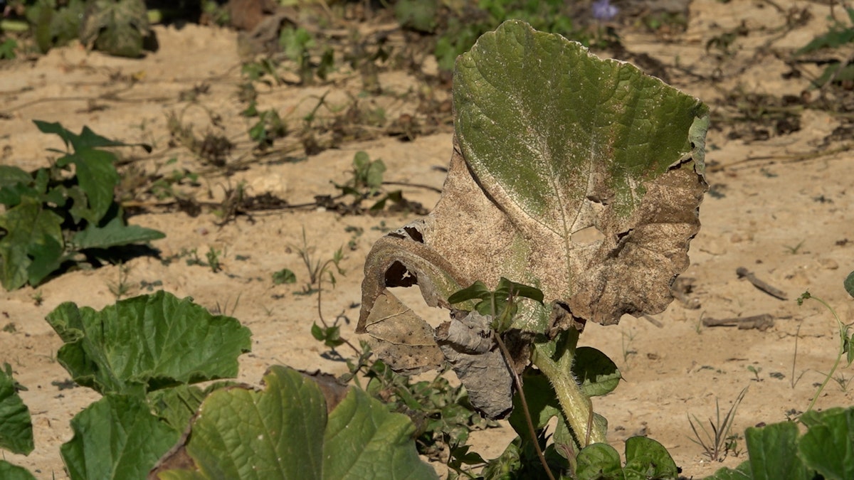 Wilted pumkin plant