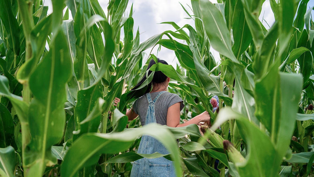 Young woman is seen through the corn leaves. She is turned back and running through the field.