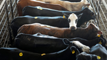 American cattle shown at a livestock auction