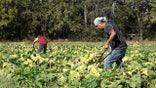 Pumpkin harvesting in Cross Plains, Tennessee