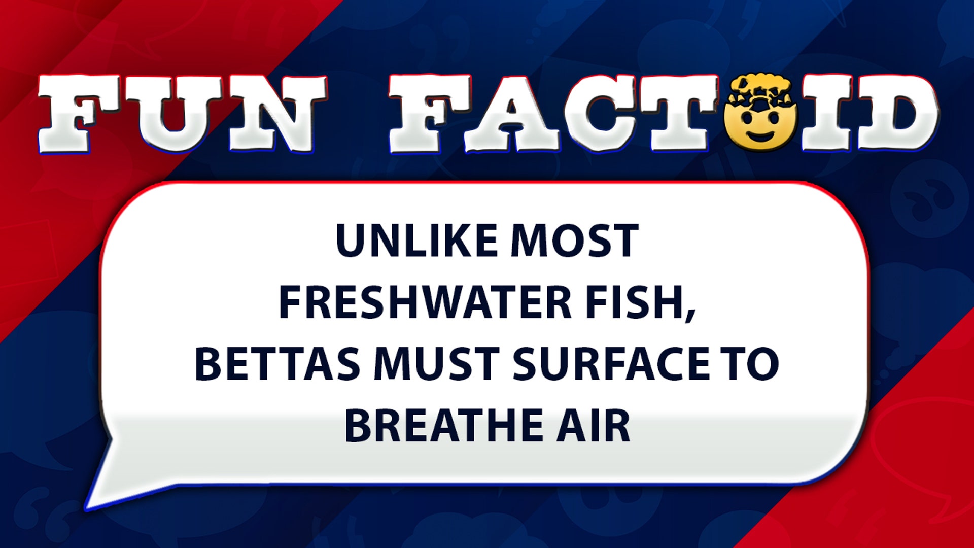Unlike most freshwater fish, bettas must surface to breathe air
