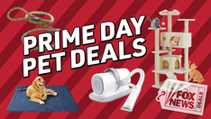 October Prime Day ends tonight: Pet savings of up to 45% on cat and dog gear
