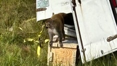 Truckload of 'aggressive' research monkeys escape after truck crash in Mississippi; 3 still on the loose