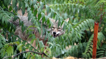Oregon child attacked by coyote during game of hide-and-seek in backyard; state officials sound alarm