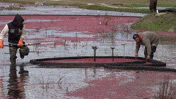 Rising production costs push cranberry farmers to retire bogs