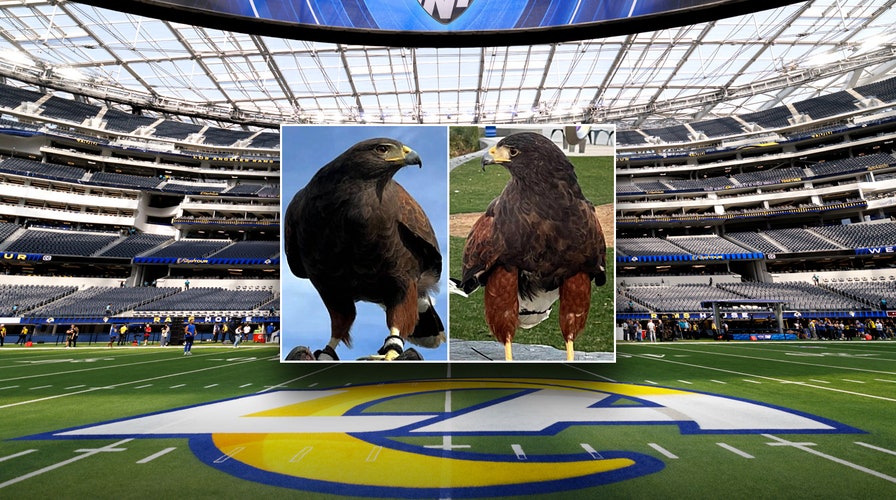 SoFi Stadium hawk stolen during Rams game located, second hawk remains missing