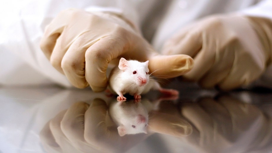 GOP targets transgender animal testing in defund demand to NIH