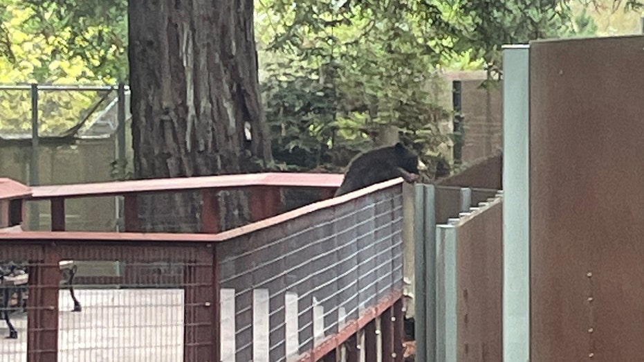 Bear climbs zoo fence
