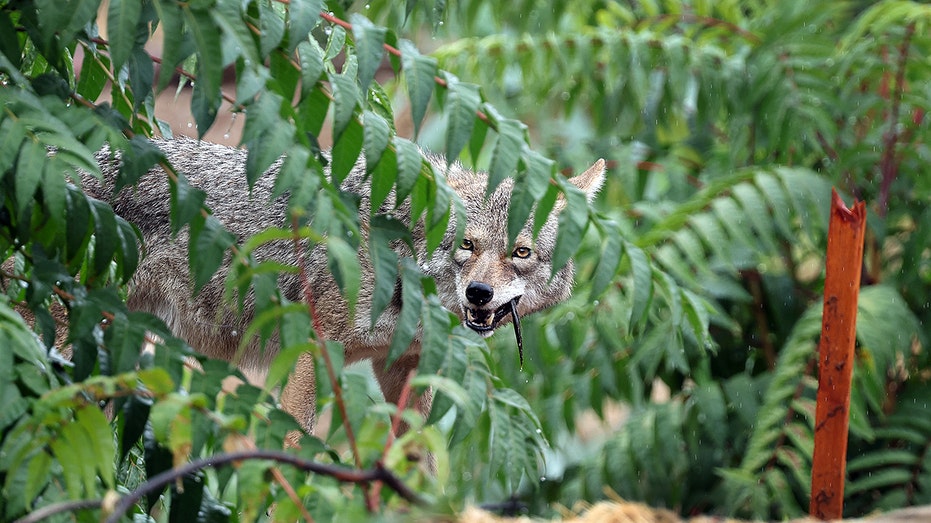 COYOTE TERROR: Child SAVAGED in Backyard Attack!