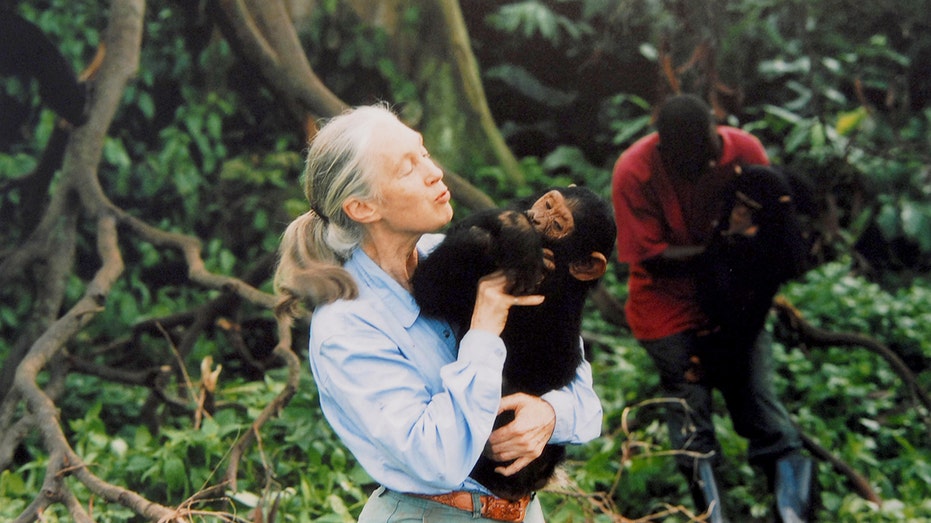 Renowned Primatologist and Conservationist Jane Goodall Passes Away at 91