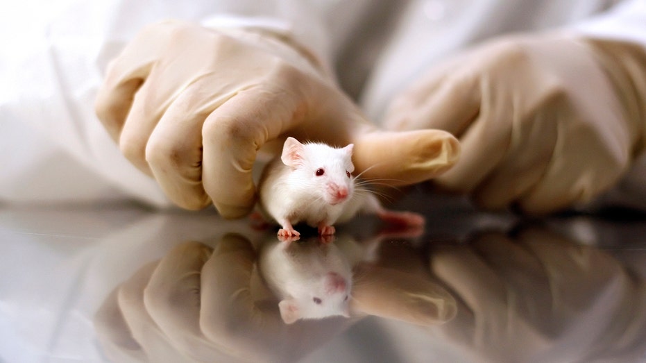 GOP targets transgender animal testing in defund demand to NIH