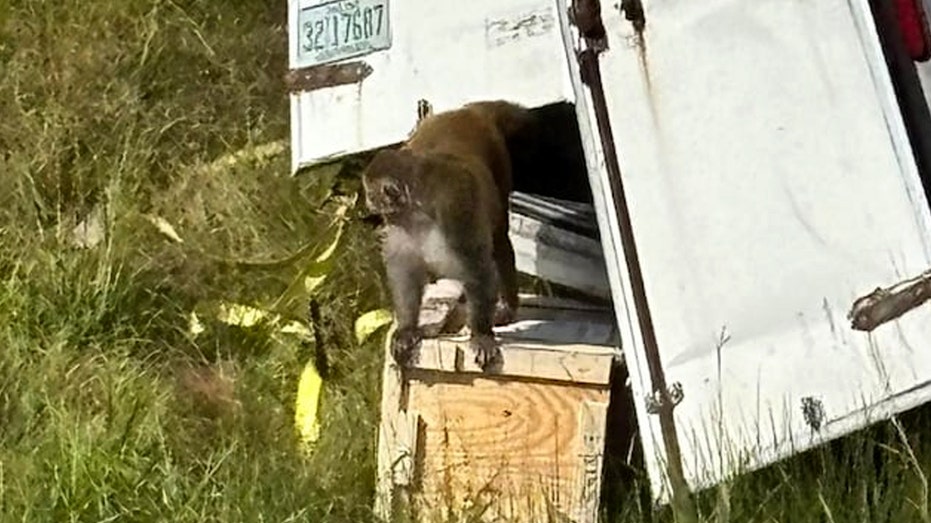 Truckload of 'aggressive' research monkeys escape after truck crash in Mississippi; 1 still on the loose