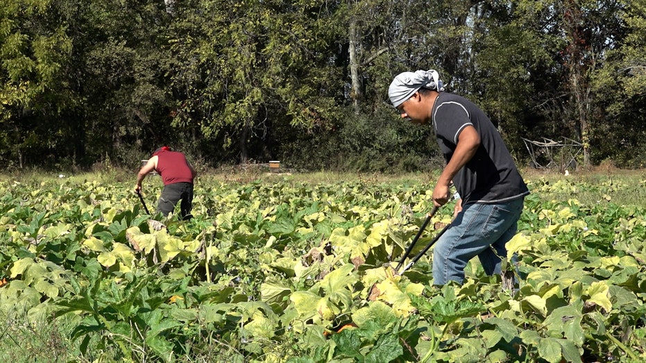 Drought conditions leave pumpkin farmers with empty fields and smaller crops