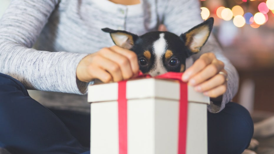 Practical gifts for dog lovers who are over the mess