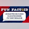 An electric eel’s anus is located where its 