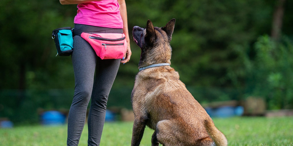 foxnews.com - Kelly McGreal - Dogs for diabetes patients detect deadly blood sugar crashes before medical devices, families claim